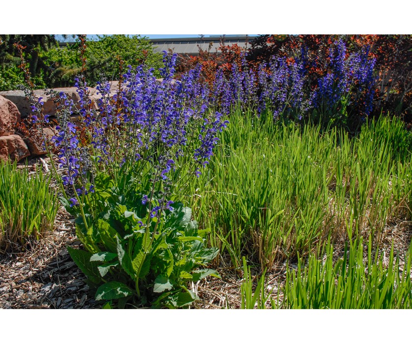 Meadow Clary Sage